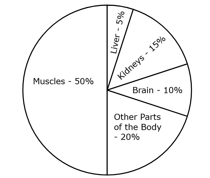 Changes in blood circulation in the body during exercise