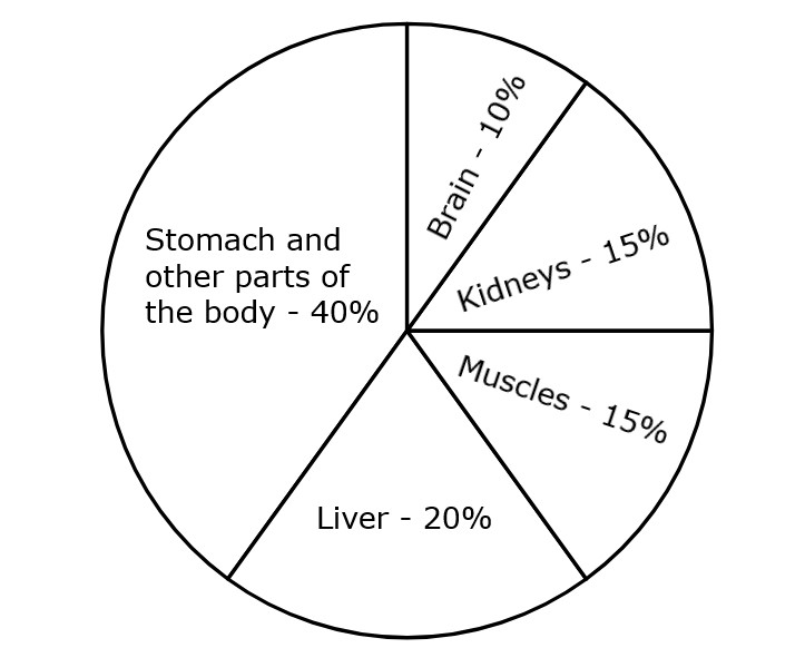 Changes in blood circulation in the body while resting during the daytime on days when food is consumed