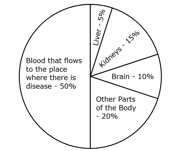 Changes in blood circulation in the body while resting during fasting (day and night)