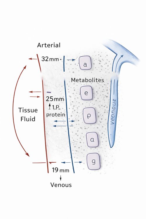 Movement of Fluids Between Blood Vessels and Intercellular Spaces (Capillary Bed)