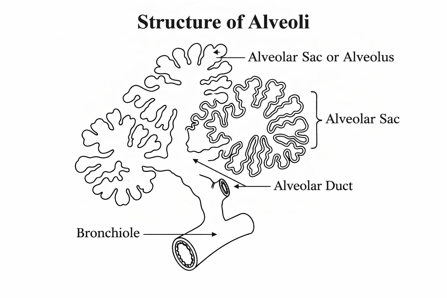 Structure of Alveoli
