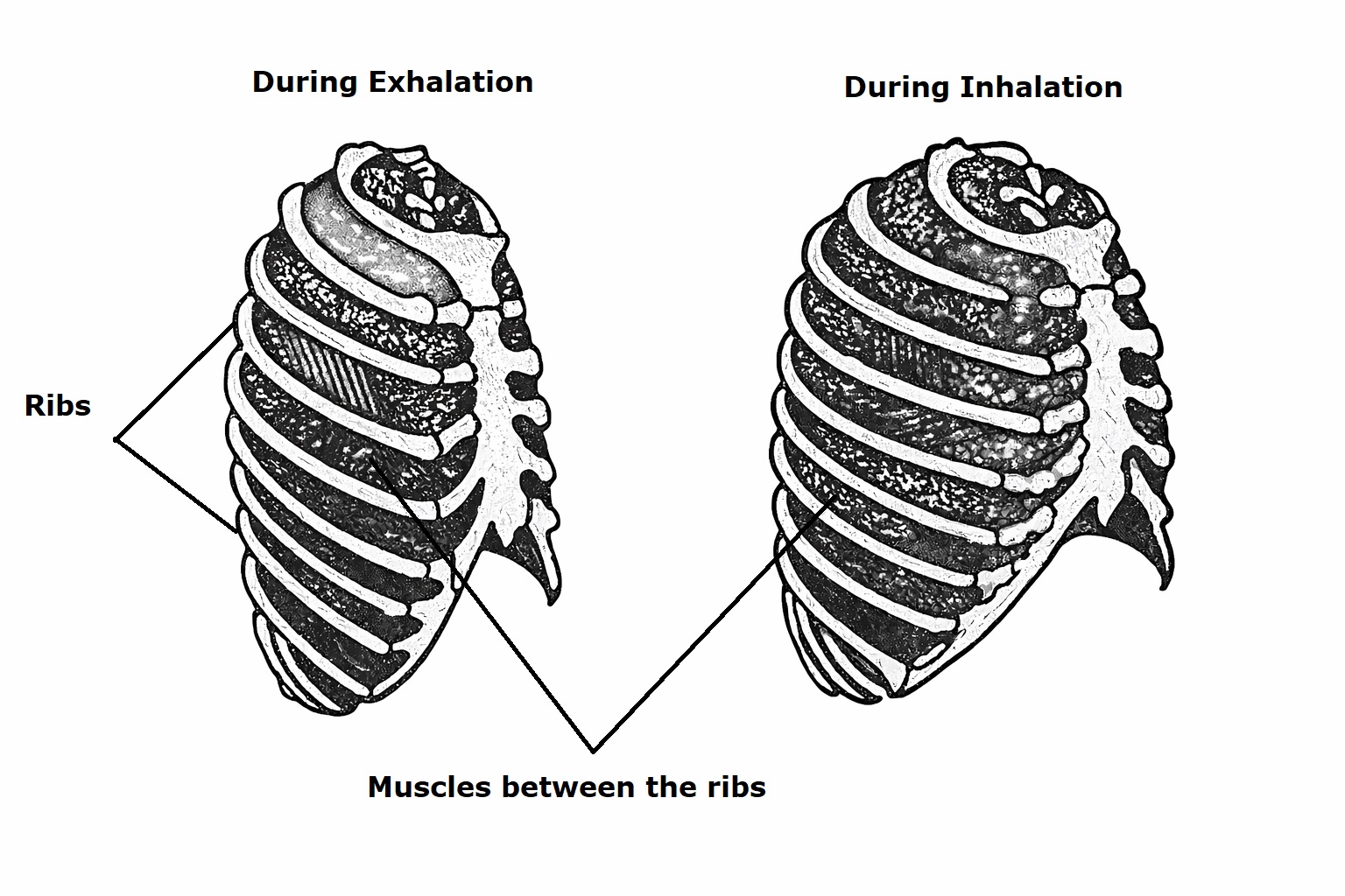 Muscles during exhalation and Inhalation