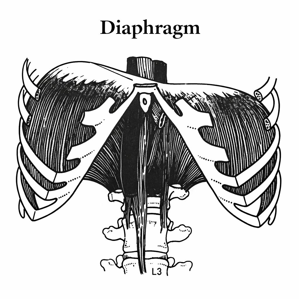 Diaphragm