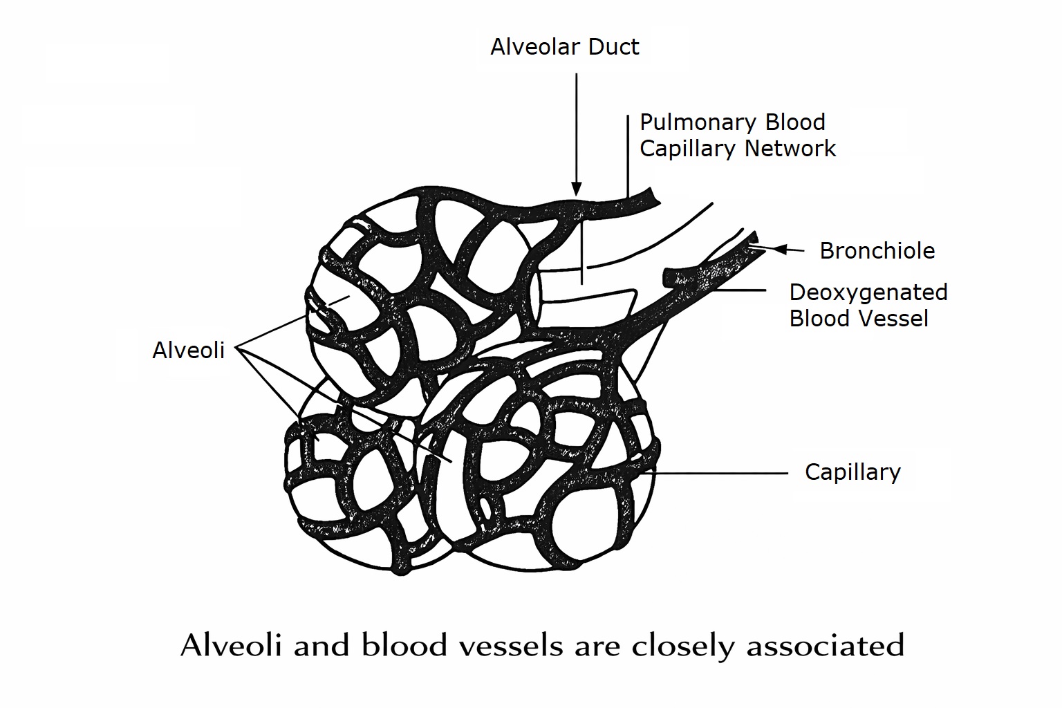 Alveoli and blood vessels are closely associated